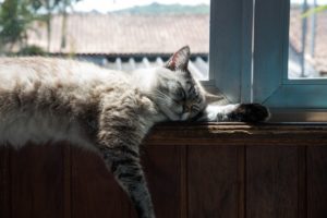 猫が窓際で寝ている写真